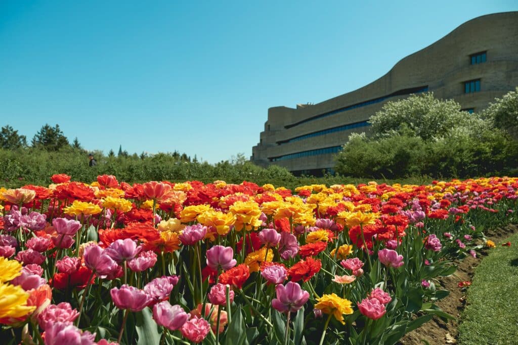 Tulip Festival sa Canada.