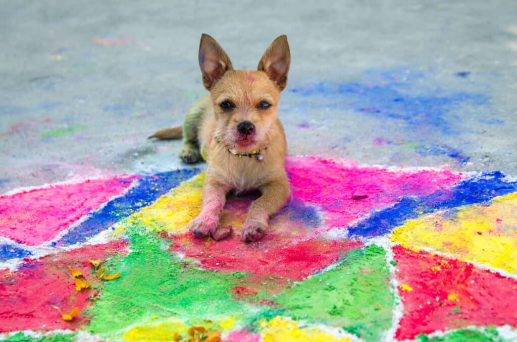 a dog decorated for tihar celebrations