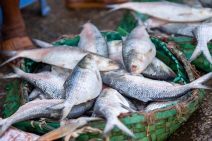 Hilsa Fish Benefits and Cooking Tips: Why It’s Worth the Effort | Remitly