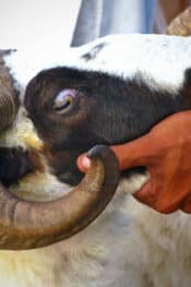 Eid-al-adha Pakistan a customer buys a goat