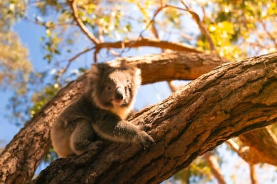 What To Do If Your Australian Visa Expires While Travelling