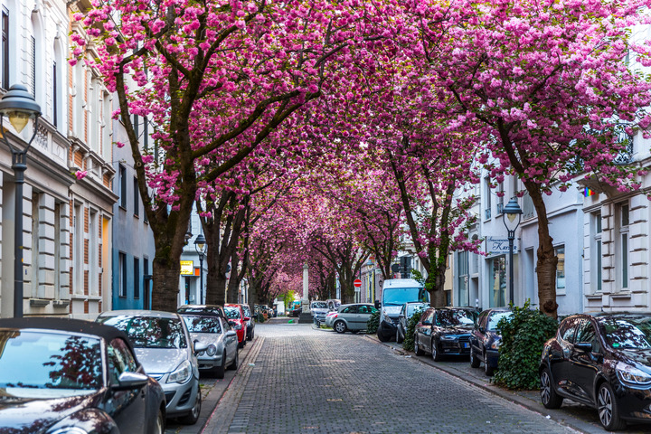Photo of pink blossom lined street in Heerstraße Bonn