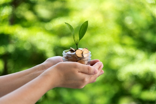Green plant growth in coin jar