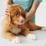 Red Nova Scotia Duck Tolling Retriever Puppy at the vet clinic