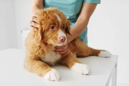 Red Nova Scotia Duck Tolling Retriever Puppy at the vet clinic