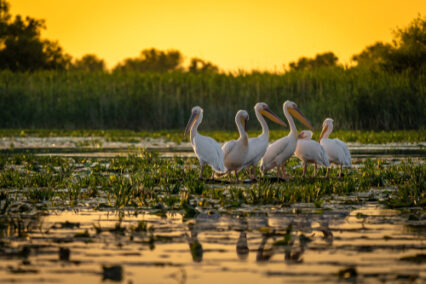 Pelicans at sunset in the Danube Delta, Romania