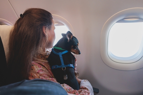 Dog in the aircraft cabin near the window during the flight.