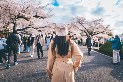 Cherry blossom season in Japan
