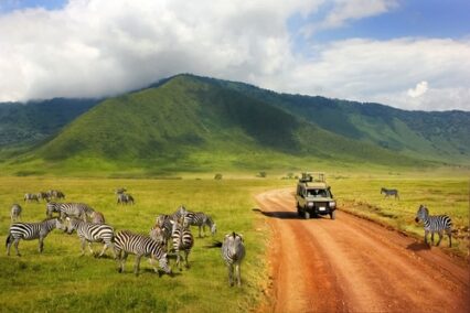 Safari in Ngorongoro Crater National Park. Zebras against mountains and clouds in Tanzania.