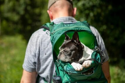 Man hiking in the mountains with a Boston Terrier dog sitting curiously in a backpack.