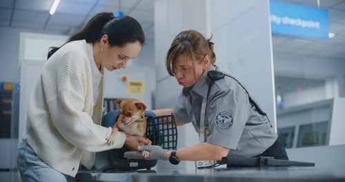 Airport Terminal: Woman with Chihuahua at security checkpoint.