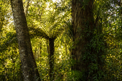 World Nature Conservation Day 2026 in New Zealand: Date, Theme & How to Take Part