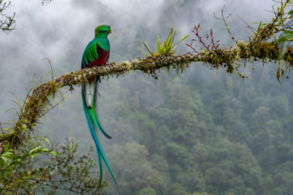 Información Detallada Sobre El Símbolo De Quetzal Guatemalteco
