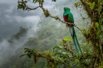 Informations Détaillées Sur Le Symbole De Quetzal Guatémaltèque