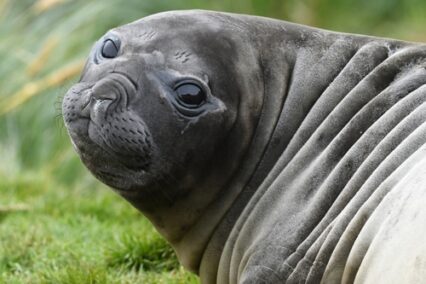 Who Is Neil the Seal? The Internet-Famous Elephant Seal Winning Hearts Around the World